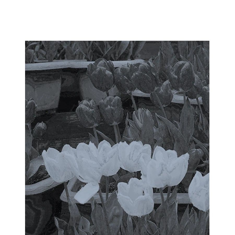 Love Hana image 5